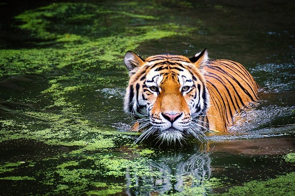 Vorstellung Tiger im Sumpf